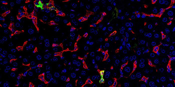Crimean-Congo hemorrhagic fever virus causes a catastrophic destruction of Kupffer cells in mice lacking type I interferon signaling, as indicated by a nearly complete loss of the Kupffer cell surface marker CLEC4F. In contrast, this image shows that the CLEC4F-positive Kupffer cells (red) are not lost during infection in mice lacking mitochondrial antiviral signaling protein where type I interferon activity was also blocked by antibody. Additionally, viral protein (green) was only detected in the CLEC4F-positive Kupffer cells (red). Cell nuclei were stained in fluorescent blue. These data demonstrate that Crimean-Congo hemorrhagic fever virus liver injury in MAVS-deficient mice is much more limited compared to infection in nontransgenic wild-type mice (image credit: Jeffrey M. Smith, USAMRIID).